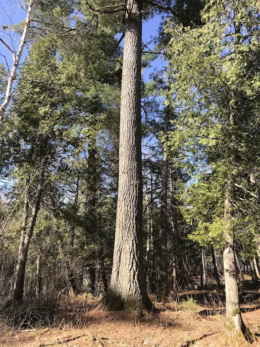 Sand Lake Rustic Campground 9