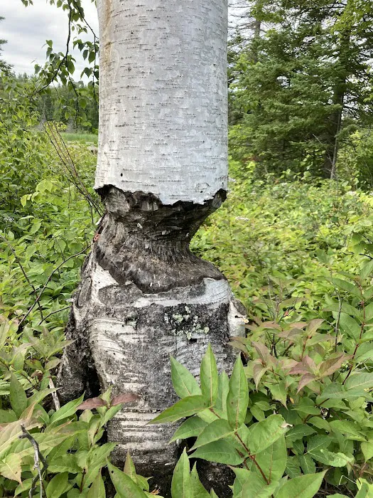 Beaver Pond Camp 4