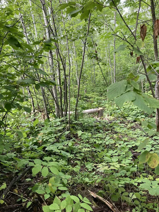 Beaver Pond Camp 6