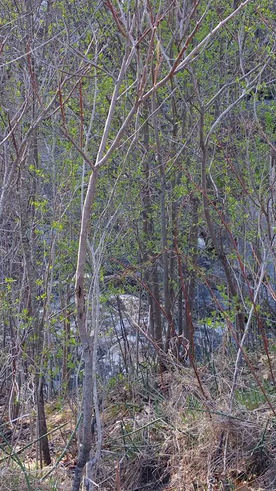 Stoneybrook South 7