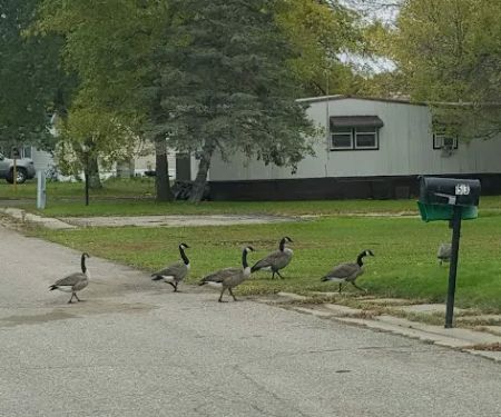 Viking Lakes Village Mobile Home Park