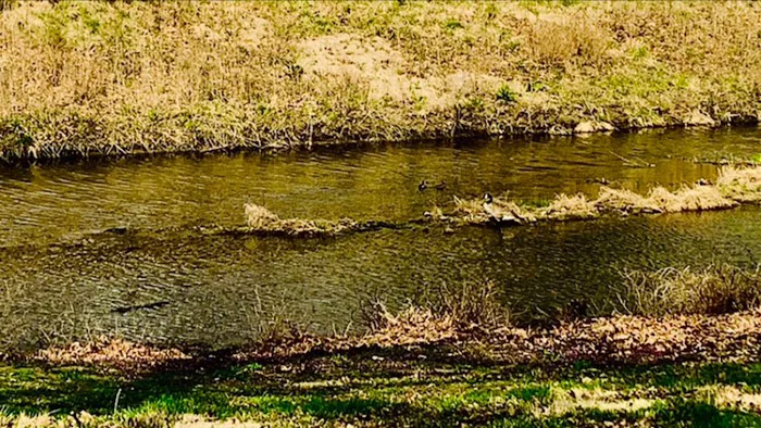 Chautauqua Park Campground 8