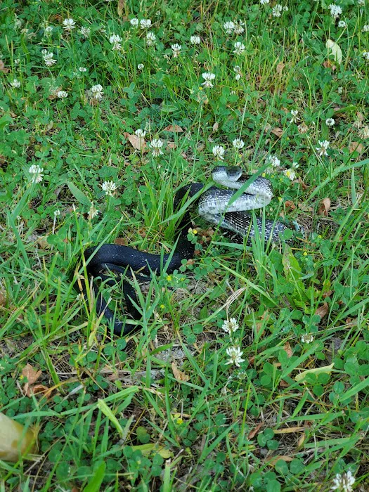 Montour Trail - Kurnick Campground 4