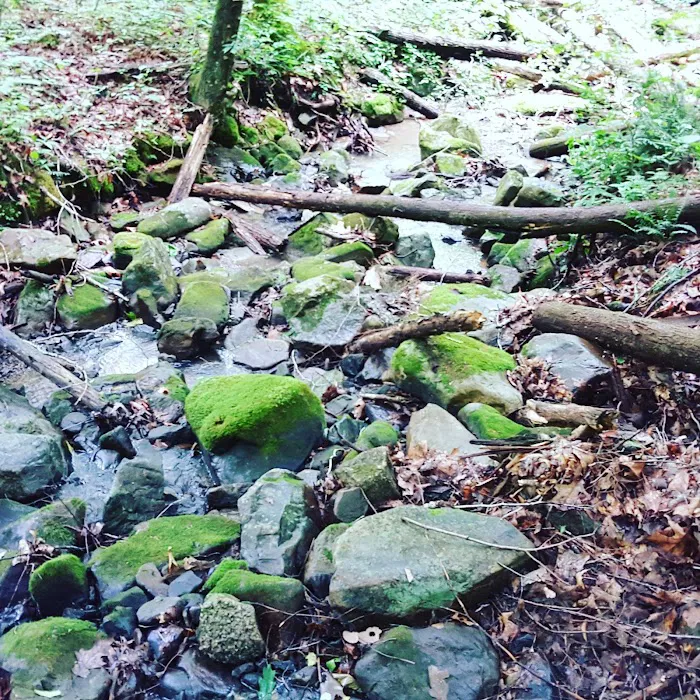 US Forestry Department 3