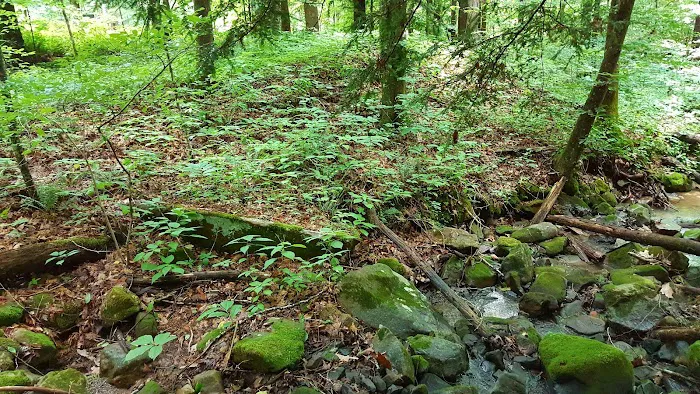 US Forestry Department 2