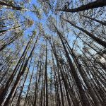 Feather’s Hideaway LLC