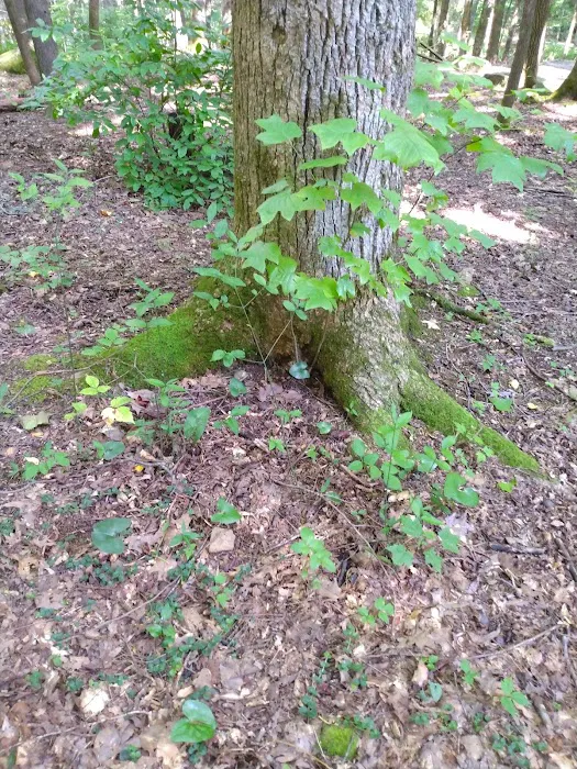 Big Cove Campground 7