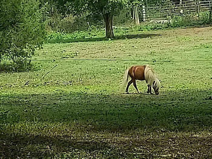 River Road RV Prk & Horse Cmp 1