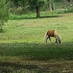 River Road RV Prk & Horse Cmp