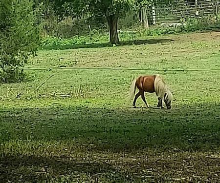 River Road RV Prk & Horse Cmp