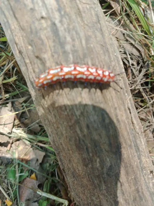 Red Oak Point 8