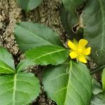 Colony Cove Mobile Home Parklot 32