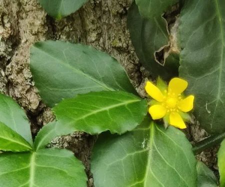 Colony Cove Mobile Home Parklot 32