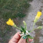 Hillside Mobile Home Court