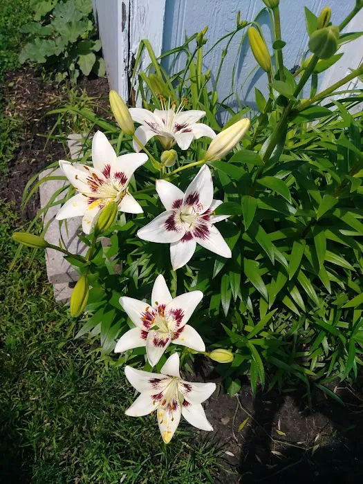 Meadowlark Villa 5