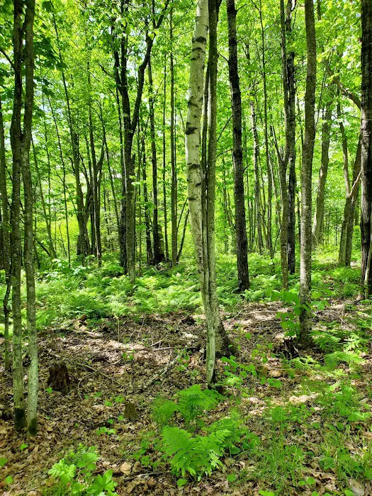 Big Rice Lake Rustic Campground 6
