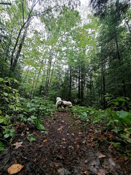 Pfeiffer Lake Campground 4