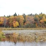 Greer lake Campground