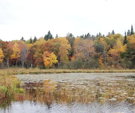 Greer lake Campground