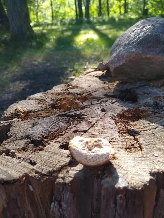 Greer lake Campground 5
