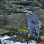 US Army Corps of Engineers