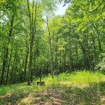 Hippie Trails Campground