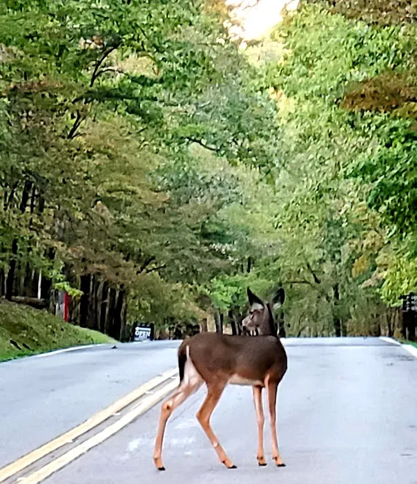 Fall Creek Falls Family Campground C 10