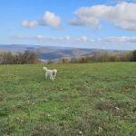 Grand View Cabins and RV Park