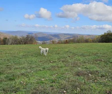 Grand View Cabins and RV Park