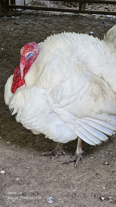 Goldfinch ranch 1