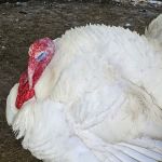Goldfinch ranch