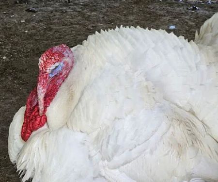 Goldfinch ranch