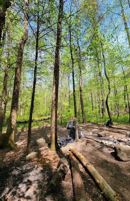 Sawmill Campsite 2