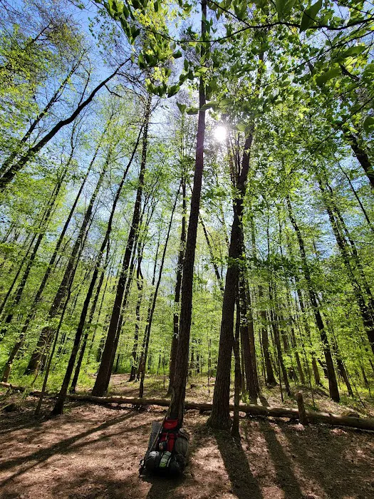Sawmill Campsite 3