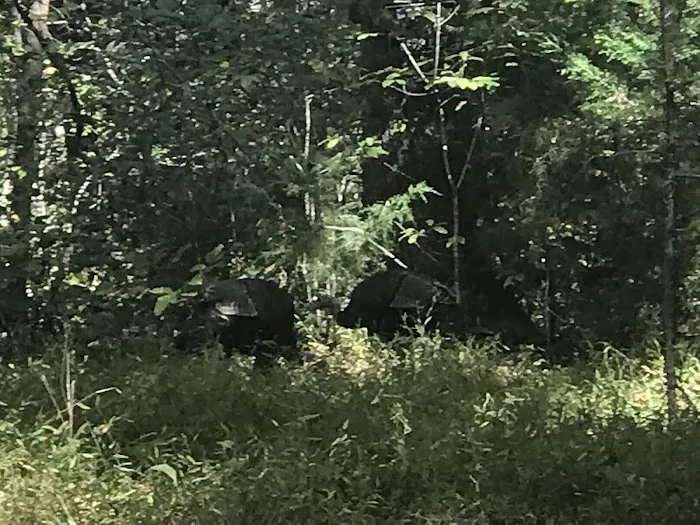 Tennessee Hills Campgrounds Picture 7