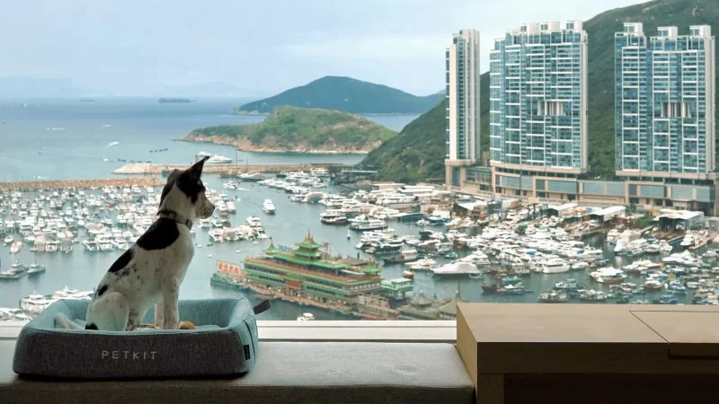 Top Destinations for Luxury Travel with Pets