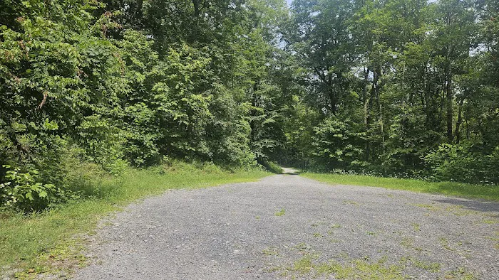 Rothrock State Forest Campsite #4 Picture 2