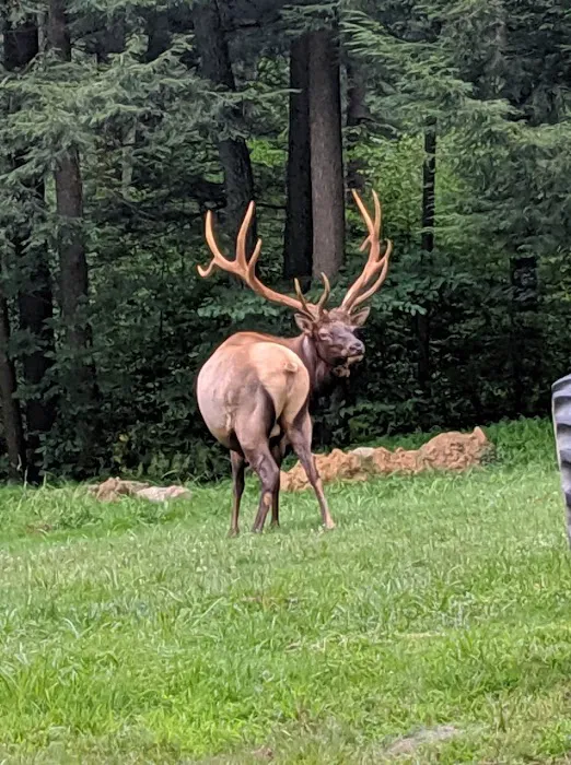 The Big Elk Lick Campground Picture 4