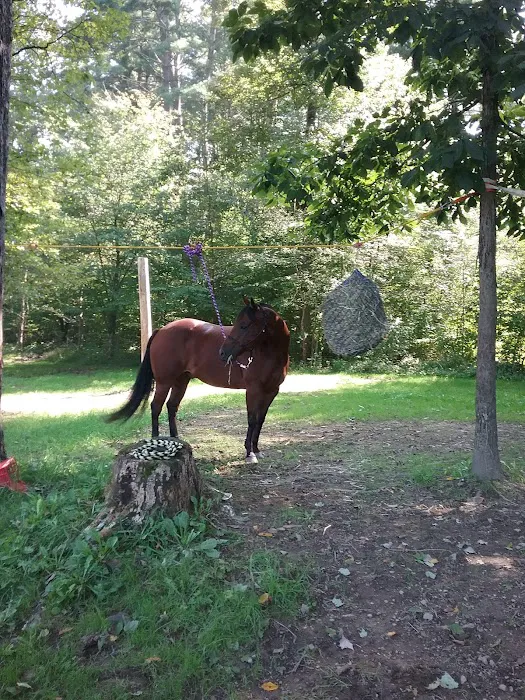 The Big Elk Lick Campground Picture 10
