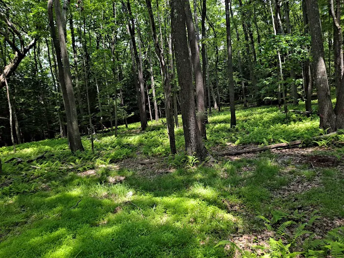 Cook Forest Scenic Trailride, Dude Ranch, and Campground Picture 7