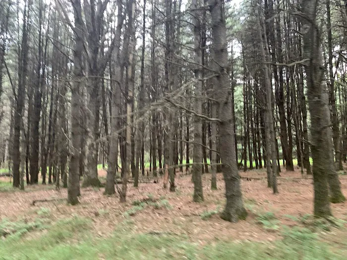 Colors of the Forest RV Resort and Campground Picture 5