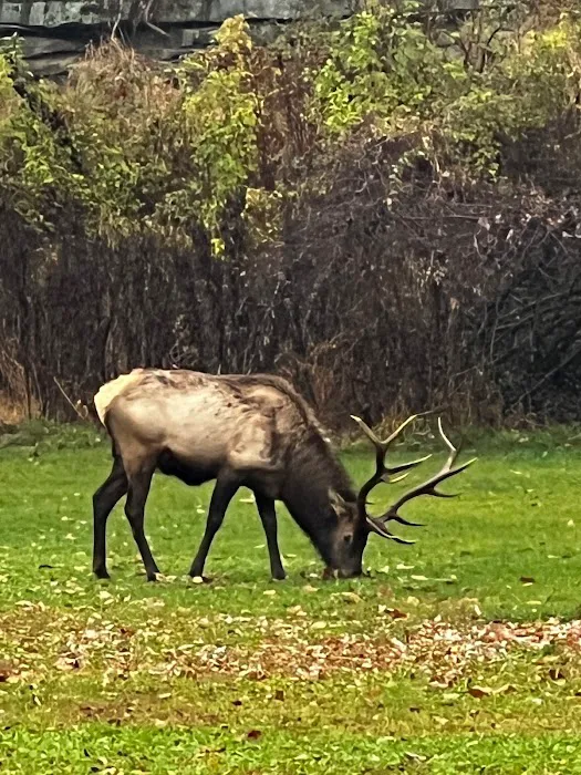 Elk Country Campground Picture 6