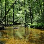 Charcoal Hearth Campground