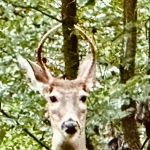 McCloskey Youth Campsite