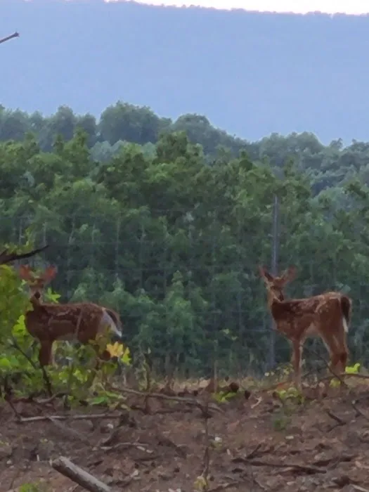 Moore's Campground Picture 9