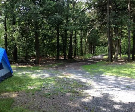 Tuscarora State Forest Campsite 9