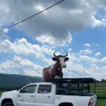 Big Cow