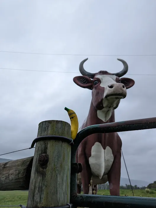 Big Cow Picture 2