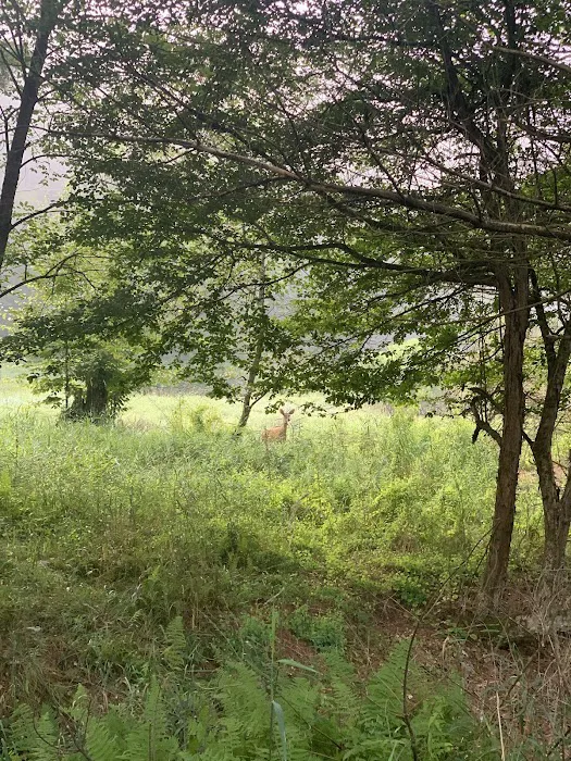 Campground at Sinnemahoning State Park Picture 6