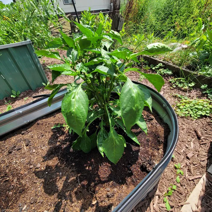 Phoenix Nest Picture 7
